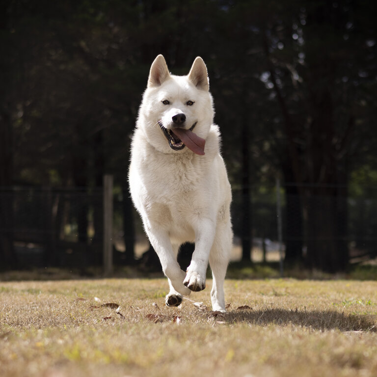 🐾 *Selling Purebred Siberian Husky - Rowdy 🐾*