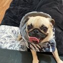 female adult pug-2