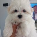 Papered Purebred Maltese Pups for sale-5