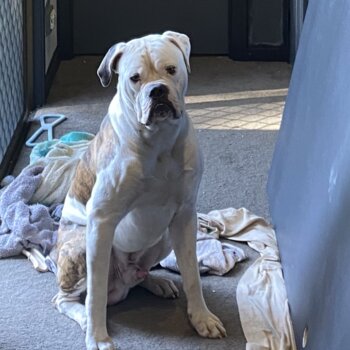 14 M MALE AMERICAN BULLDOG FOR SALE