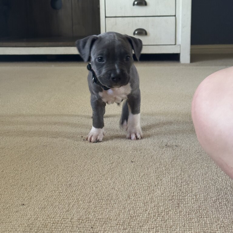 Blue American Staffordshire 