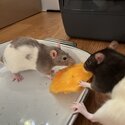 Female rats -0