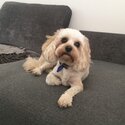 Loving Cavoodle rehome -1