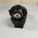 Tiny Poodle Puppies and Adult males and females available -3