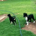 Kelpie x border Collie -3