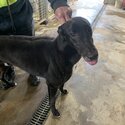 GREYHOUNDS LOOKING FOR A NEW HOME-0