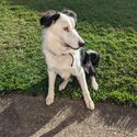 Border collie/Kelpie -2