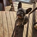 Gizmo the French bulldog-1