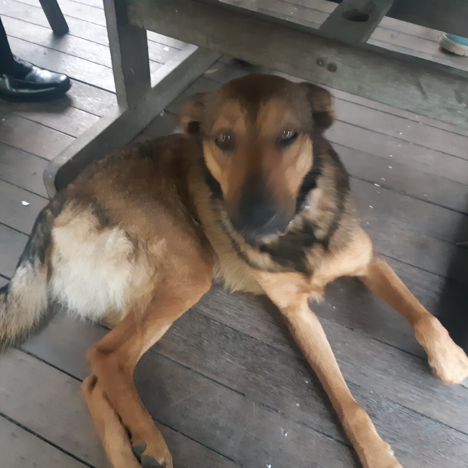 German shepherd cross kelpie