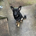 Pure Breed German Shepherd for sale-0