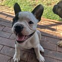 3 gorgeous frenchie babies with pedigree parents-2