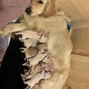 PURE BRED GOLDEN RETRIEVER PUPPIES ( 5 LEFT)-5