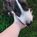 7 month old Bull Terrier-1