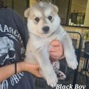 Shepsky Puppies x 8 - White Swiss Shepherd/Siberian Husky-1