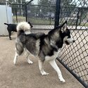 Purebred Siberian Husky Male – Rehome-5