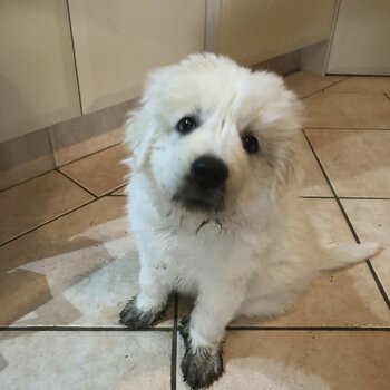 Maremma sheepdog