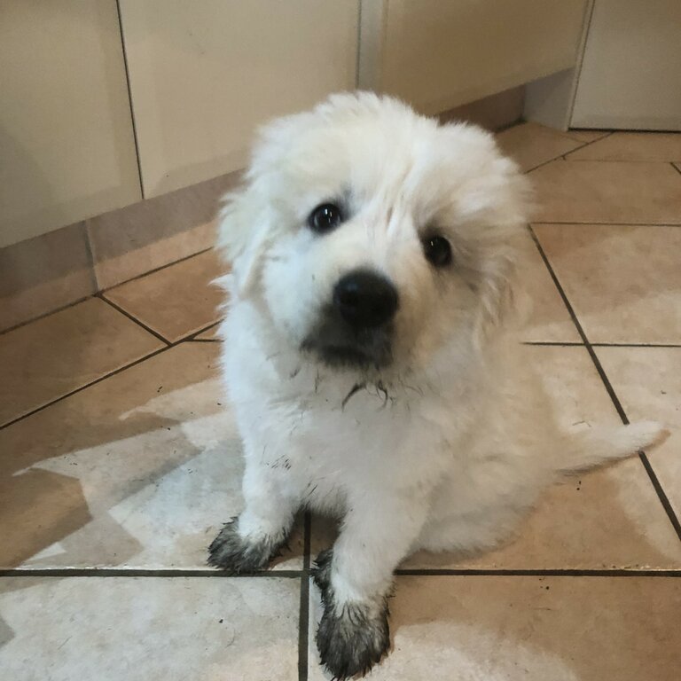 Maremma sheepdog