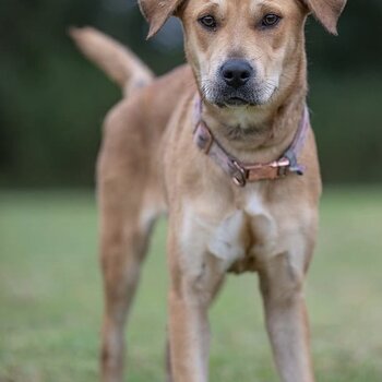 Rehoming of beautiful Staffy Cross