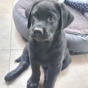 Pure-bred black Labrador  Sold-0