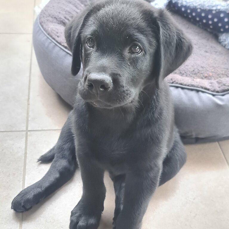 Pure-bred black Labrador  Sold