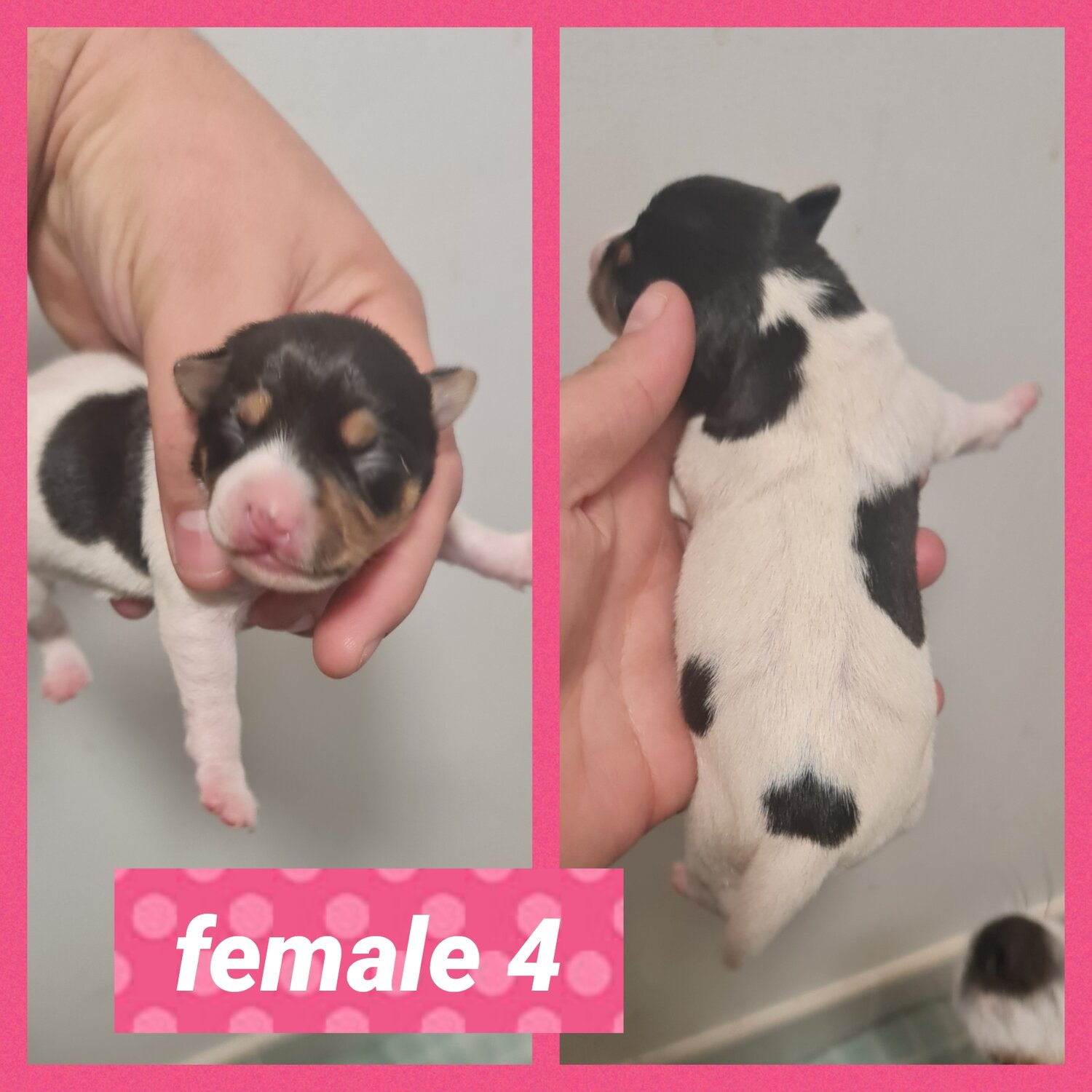 Purebred Mini Foxys females for sale