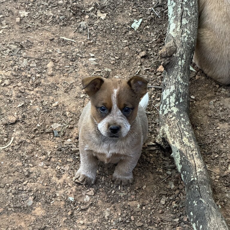 Australian Cattle Dog Puppies 