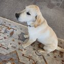 Urgent Labrador for sale -3