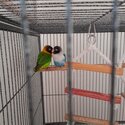 Lovebirds-0