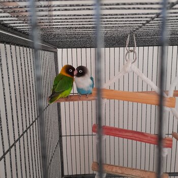 Lovebirds