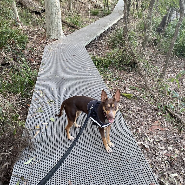 Pure bred Kelpie - Female