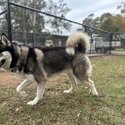 Purebred Siberian Husky Male – Rehome-2