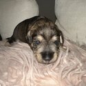 Purebred Miniature schnauzers puppies for sale-4