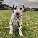 Dalmatian pups -4