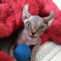 Elf Sphynx Kittens - Sold-0