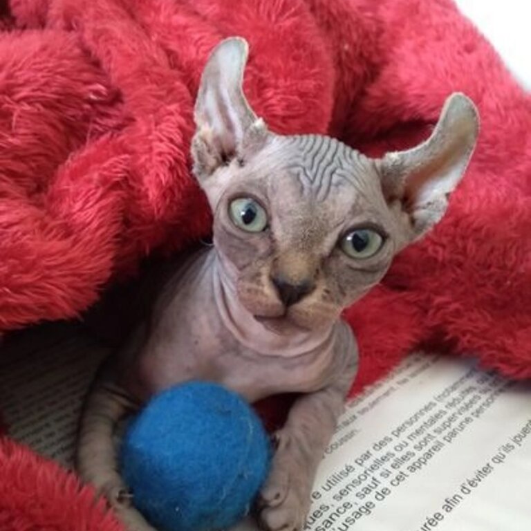 Elf Sphynx Kittens - Sold