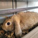 Mini Lop Rabbits-2