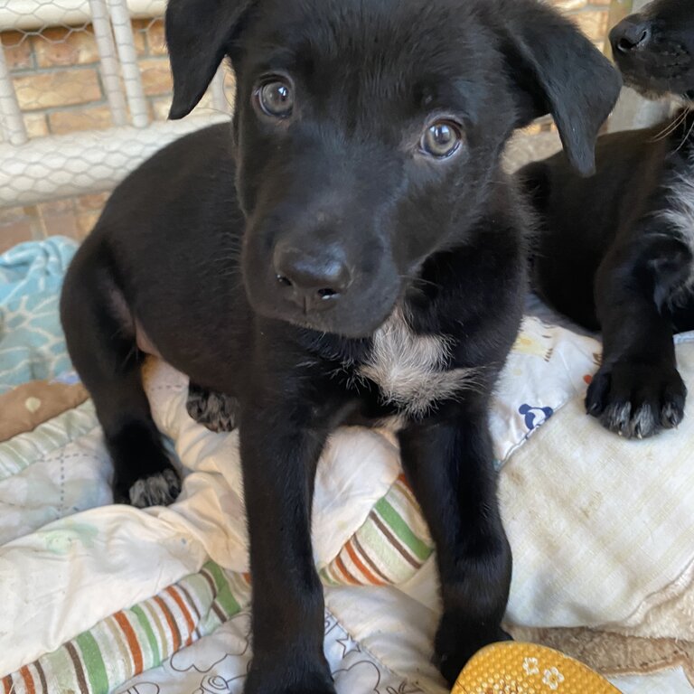 Beautiful Kelpie x Koolie Puppies x 4