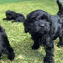 Toy Cavoodle Puppies-2