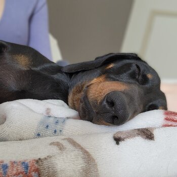 2yr old Mini Dachshund 