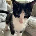 Domestic Shorthair Looking For A New Home!-3