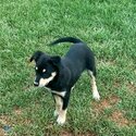 Kelpie x border Collie -1