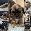 Maltese Shih Tzu Puppies ready in 4 weeks-4