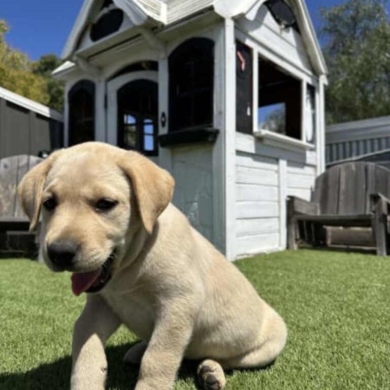 Purebread Labrador Puppies