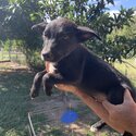 Australian kelpie cross border collie -2