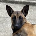 11 month old Belgian Malinois  - Han-1