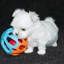 Pomeranian  and Maltese Puppies for adoption males and females -3