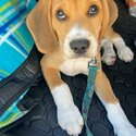  Seeking a loving home for our three month old beagle puppy-3