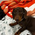 23 Week Old - Miniature Chocolate Dachshund Puppy with Light Brown Markings  -2