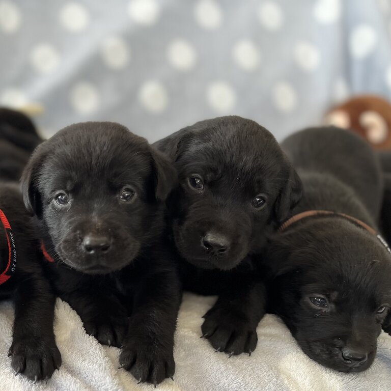 Purebred Labrador Retriever Puppies looking for forever homes 