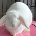 White Netherland Dwarf Rabbit-0